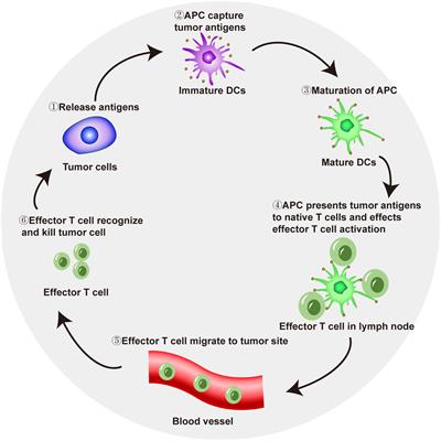 Advances in tumor immunomodulation based on  - Frontiers